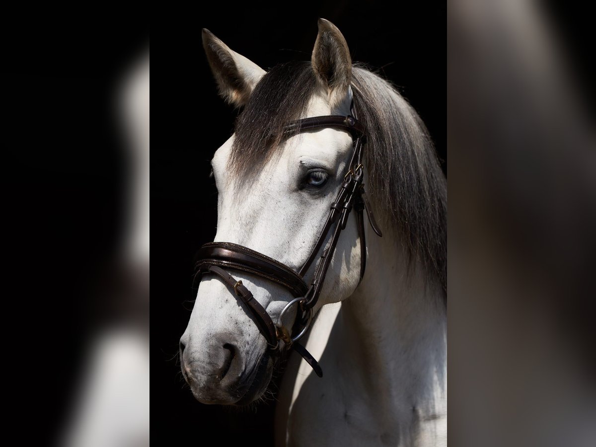 Lusitanien Hongre 5 Ans 157 cm Gris in Pinkafeld