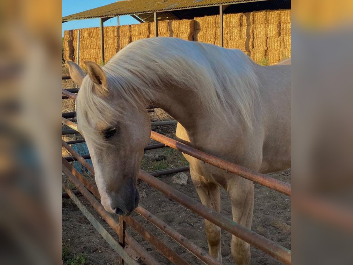 Lusitanien Hongre 5 Ans 157 cm Palomino in Martfeld