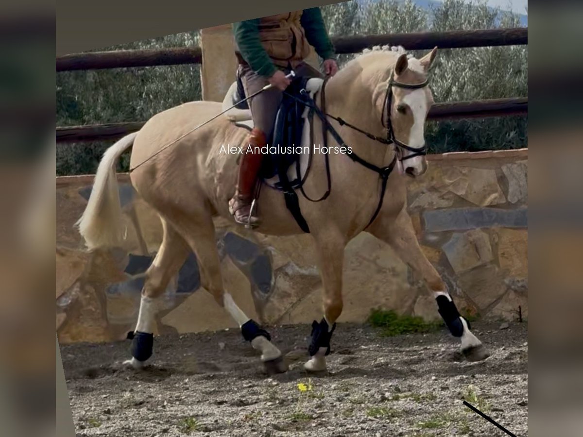 Lusitanien Croisé Hongre 5 Ans 157 cm Palomino in Sevilla