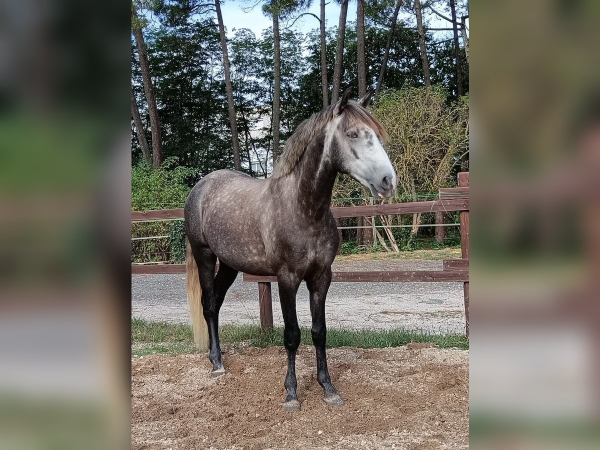 Lusitanien Hongre 5 Ans 163 cm Gris in Noaillac