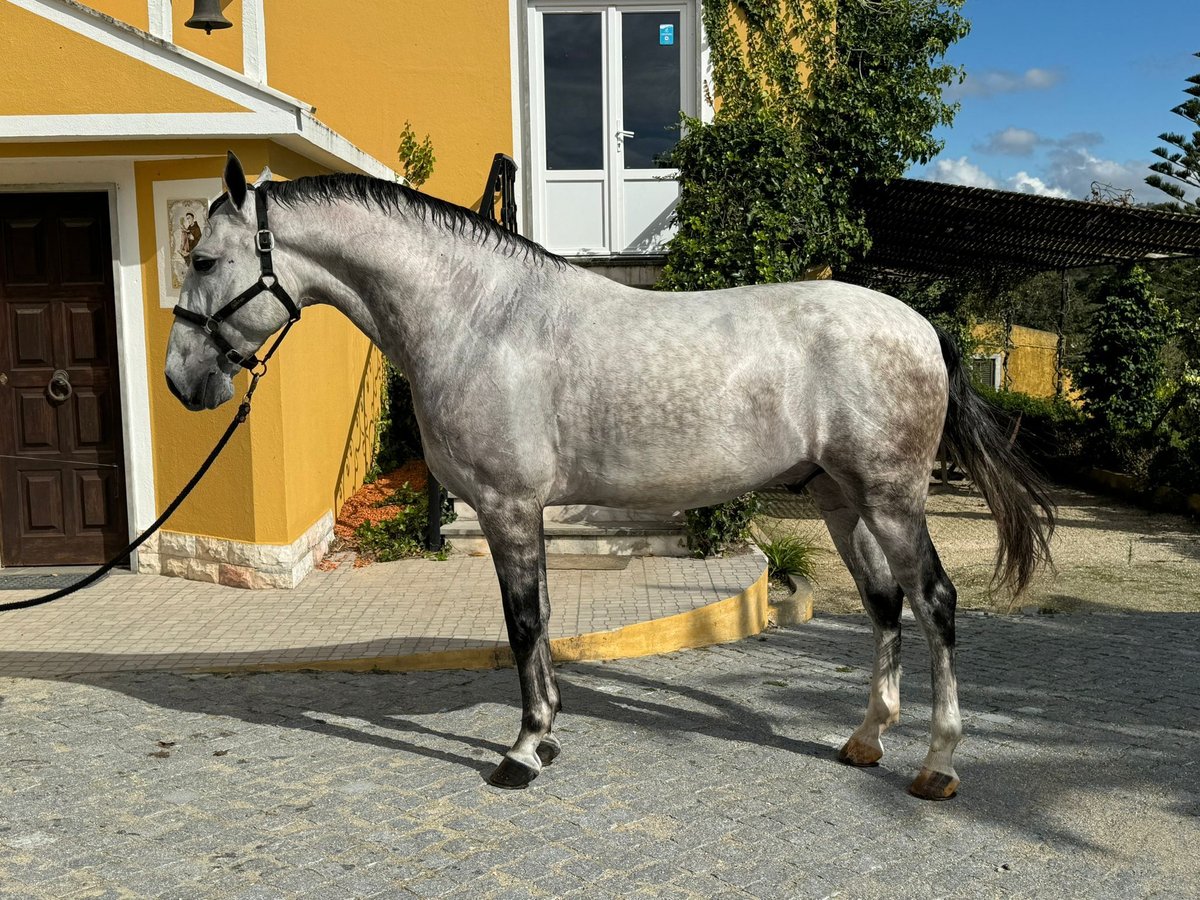 Lusitanien Hongre 5 Ans 165 cm Gris in Mafra
