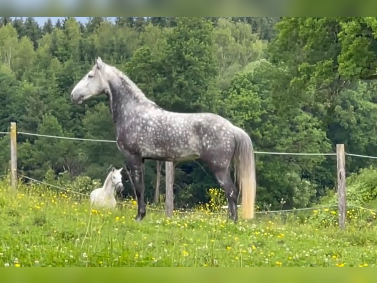 Lusitanien Hongre 5 Ans 168 cm Gris noir in Halfing