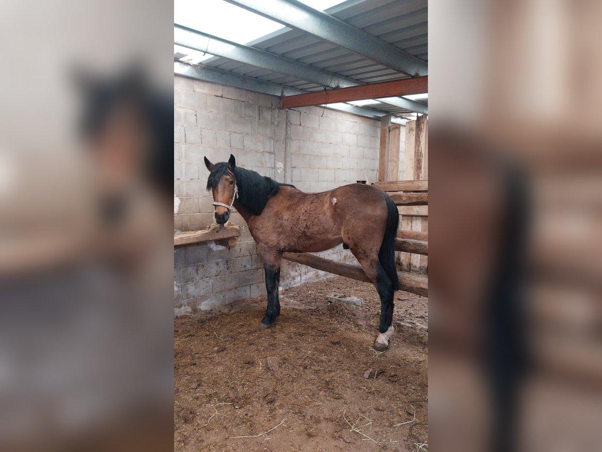 Lusitanien Croisé Hongre 5 Ans Bai in Bogarra