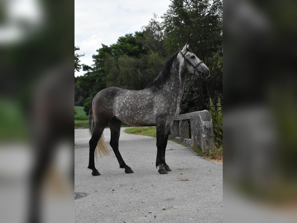 Lusitanien Croisé Hongre 6 Ans 154 cm Gris pommelé in Bergkirchen