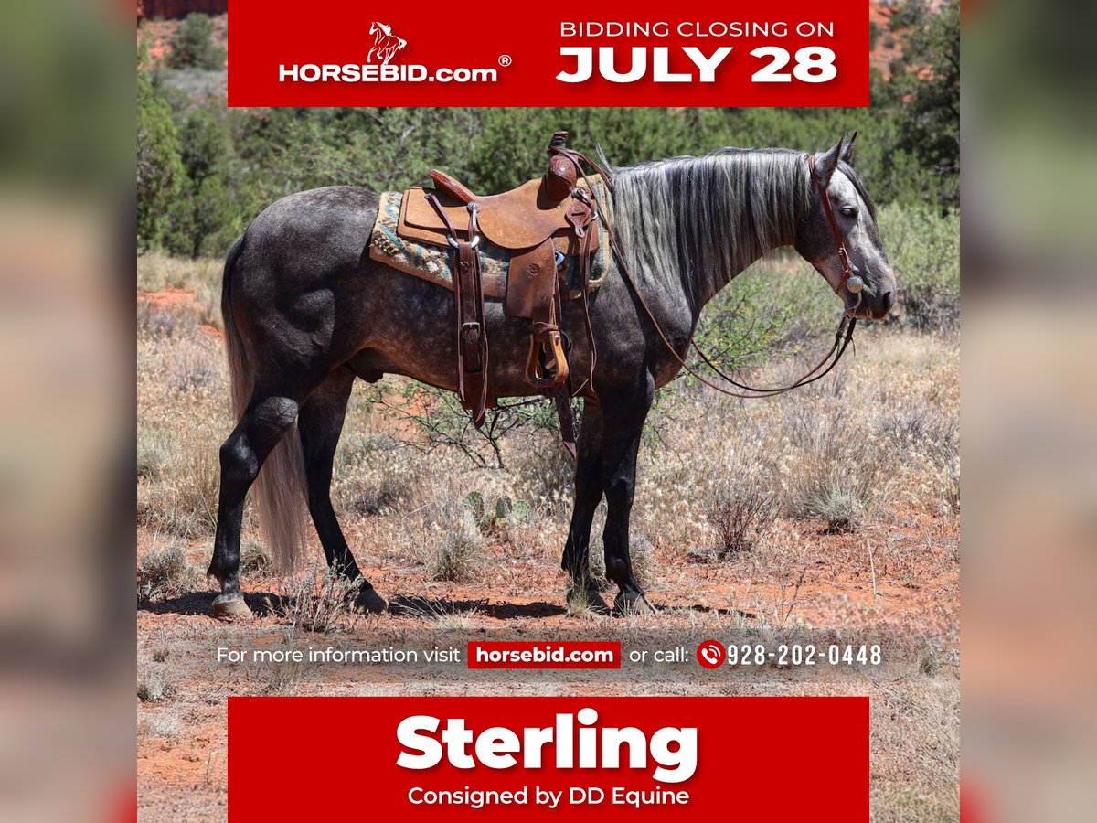 Lusitanien Hongre 6 Ans 155 cm Gris in Camp Verde