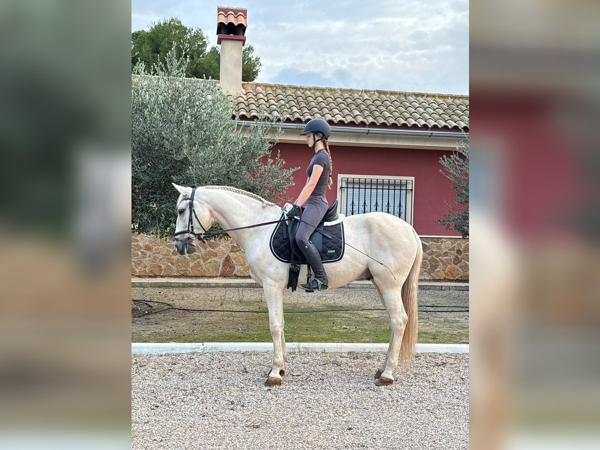 Lusitanien Hongre 6 Ans 157 cm Palomino in mazarr&#xF3;n