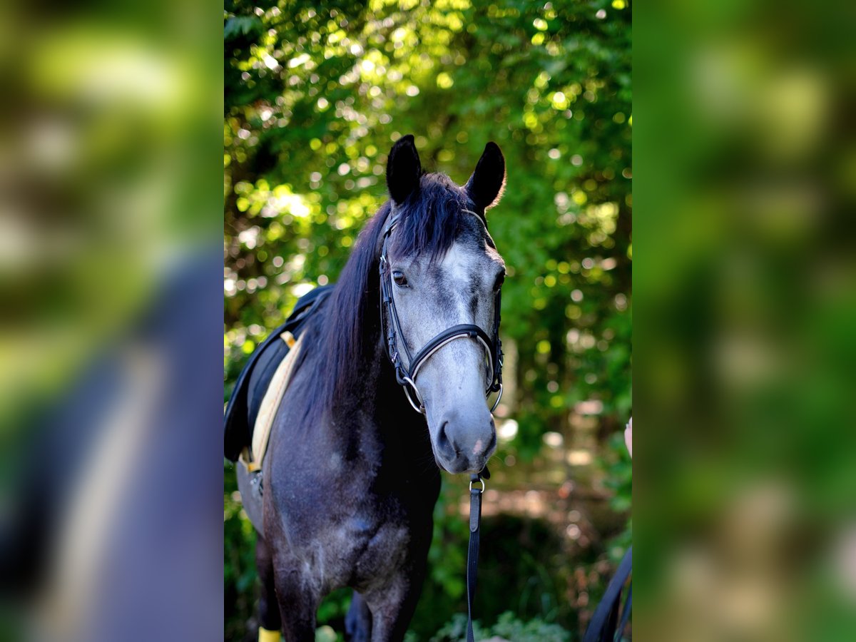 Lusitanien Croisé Hongre 6 Ans 158 cm Peut devenir gris in Finsing