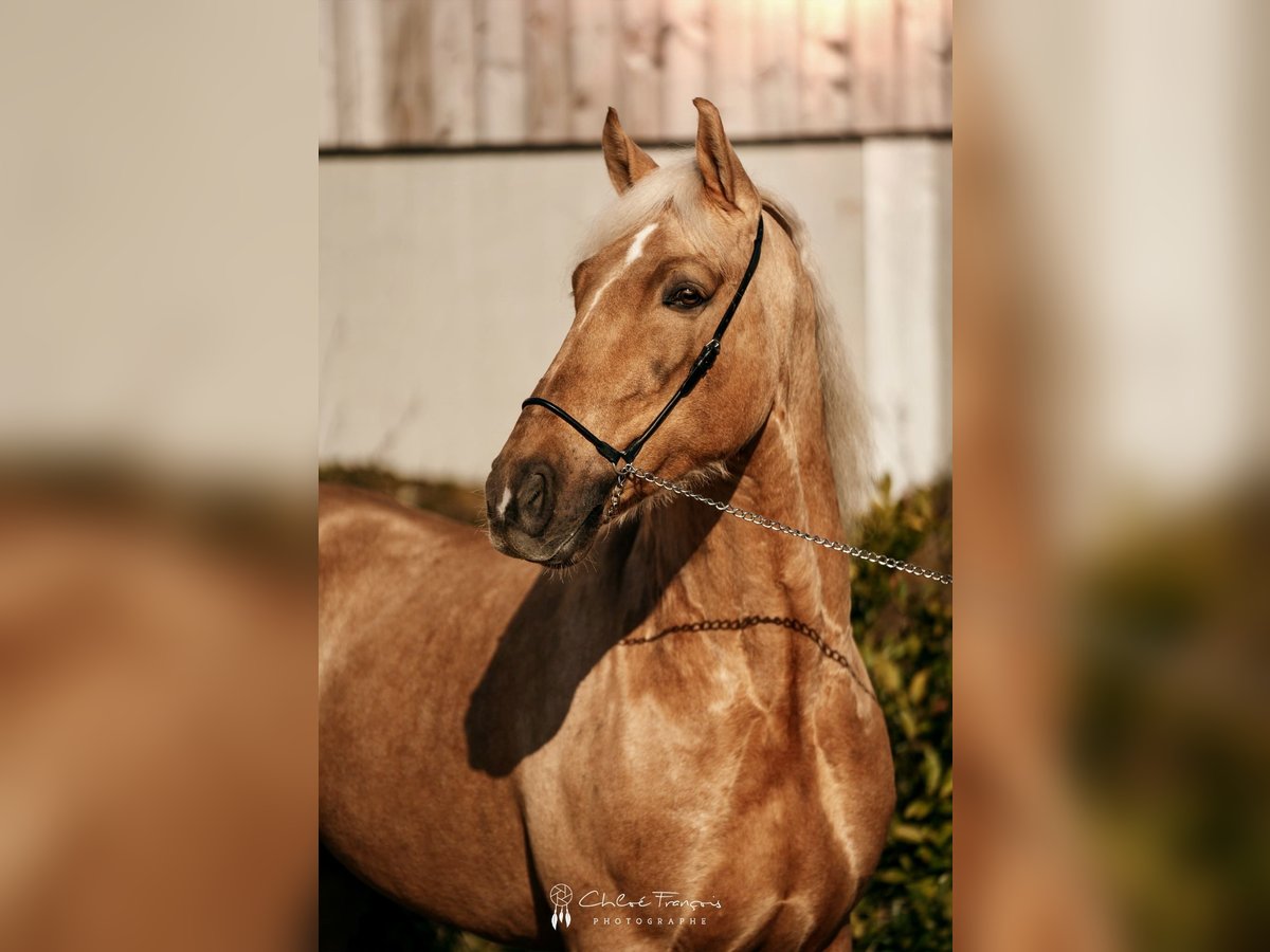 Lusitanien Hongre 6 Ans 160 cm Palomino in Simmern