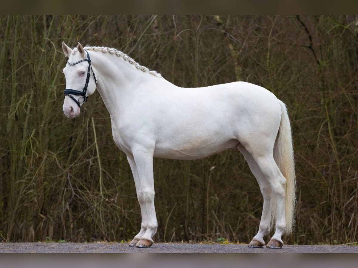 Lusitanien Croisé Hongre 6 Ans 161 cm Cremello in Nederhorst den Berg