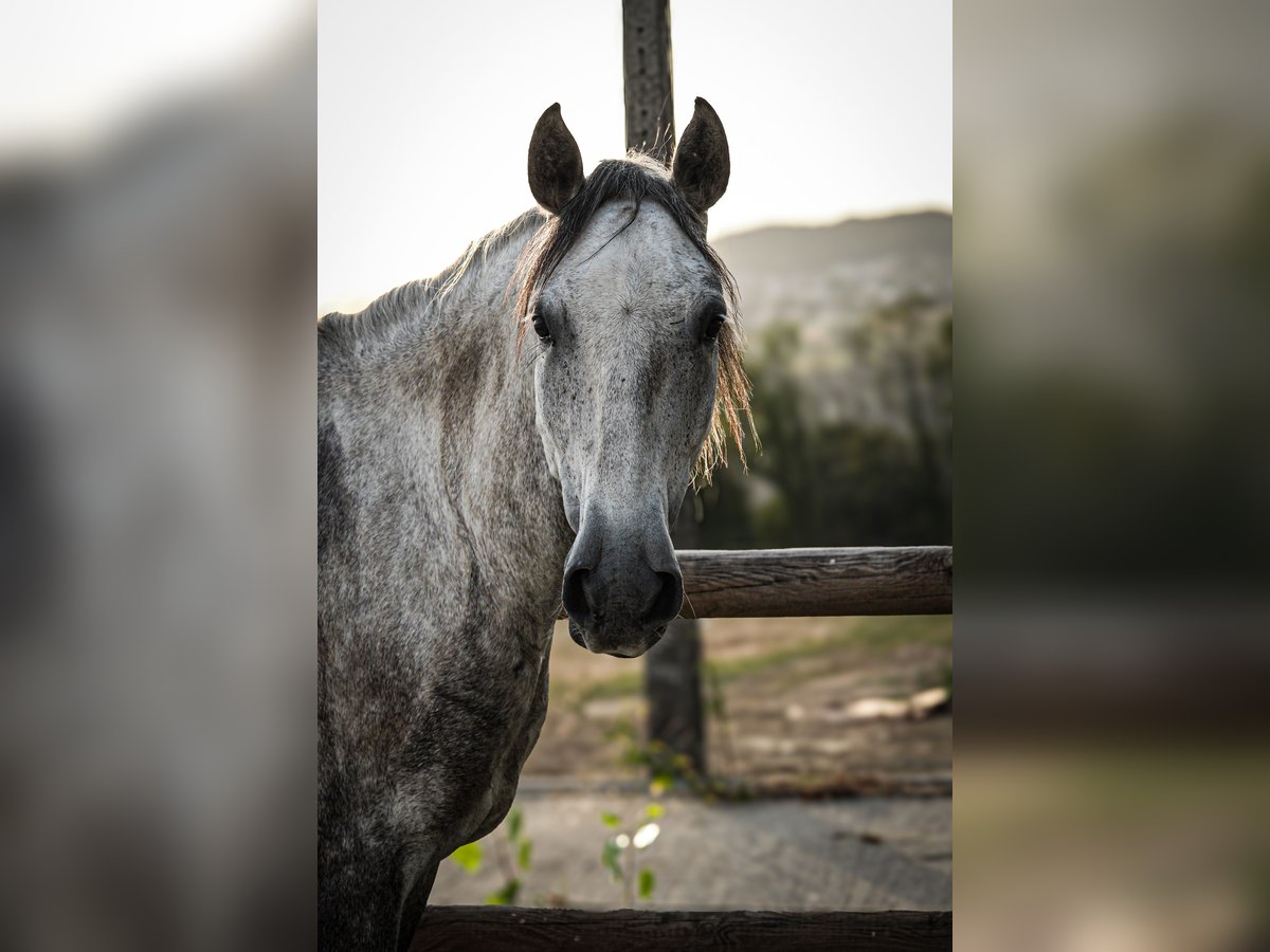 Lusitanien Hongre 6 Ans 162 cm Gris in Montagny-les-Lanches