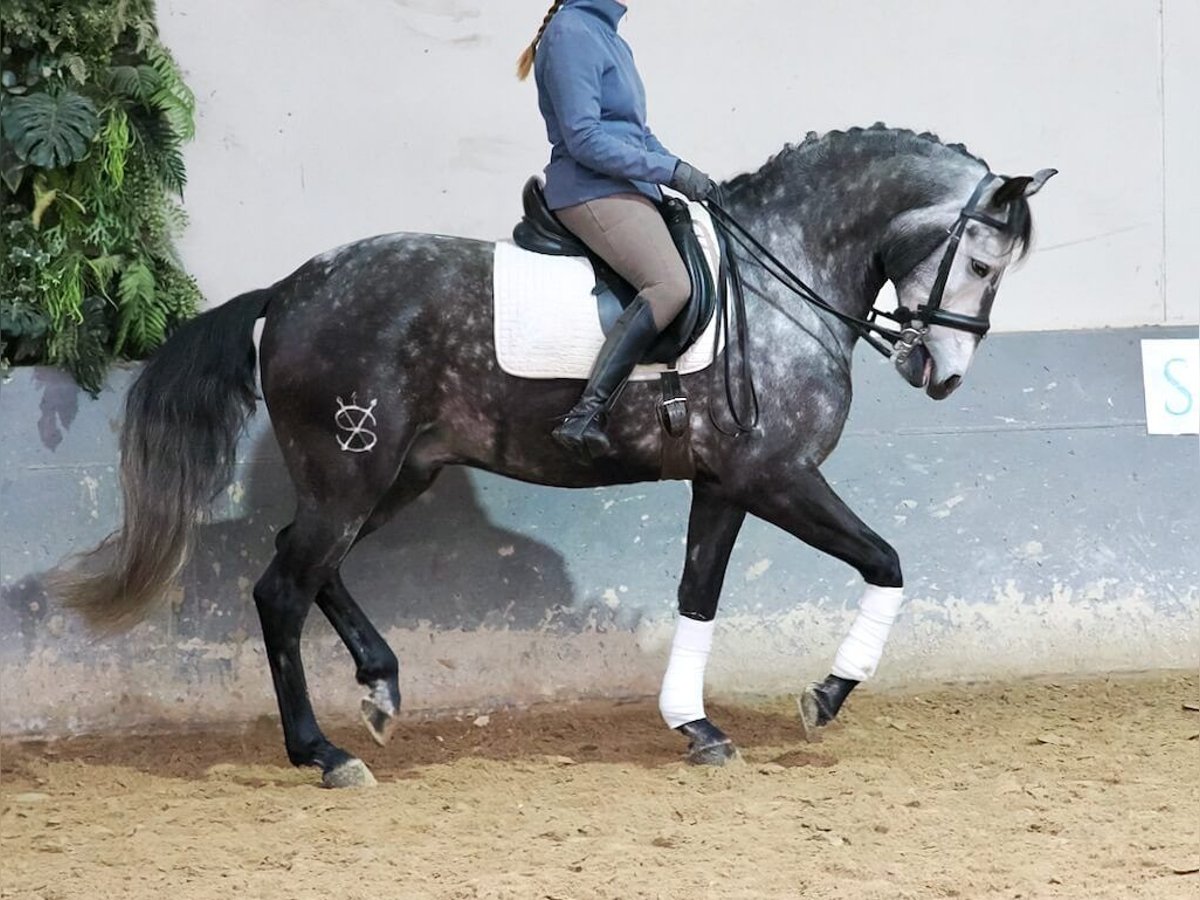 Lusitanien Hongre 6 Ans 166 cm Gris in Navas Del Madroño