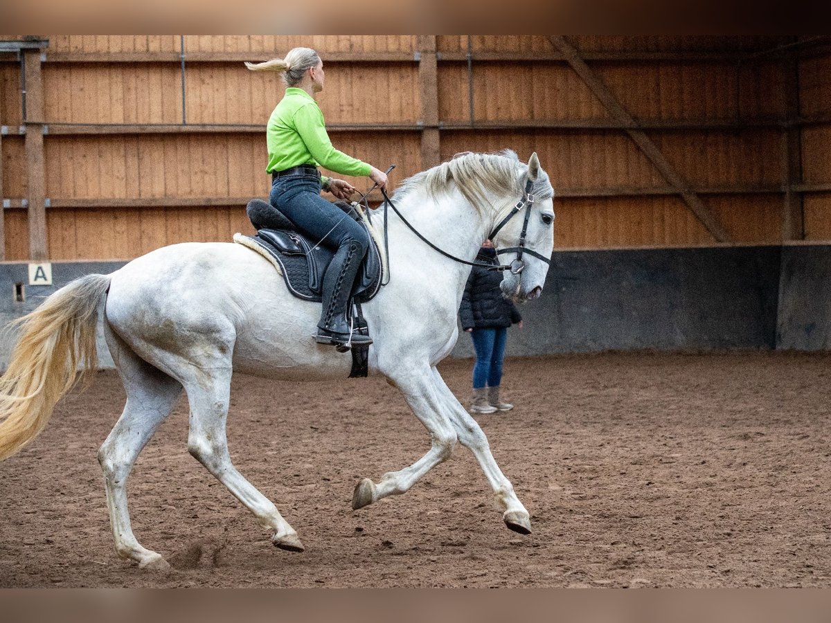 Lusitanien Hongre 6 Ans 168 cm Gris in Augsburg