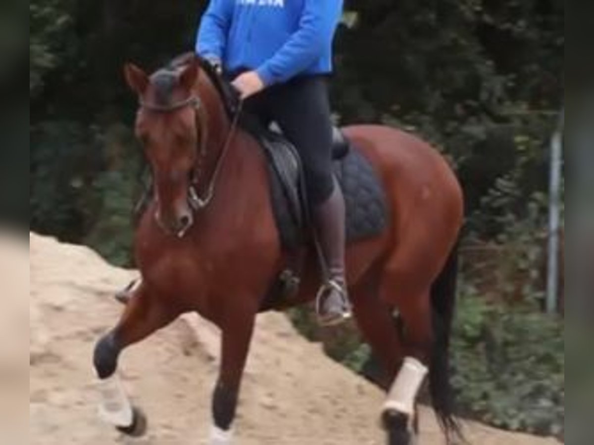 Lusitanien Croisé Hongre 7 Ans 163 cm Bai cerise in GIJON