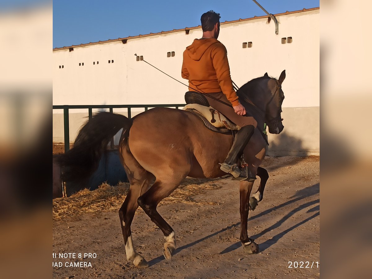 Lusitanien Croisé Hongre 7 Ans 163 cm Isabelle in Molina de Segura