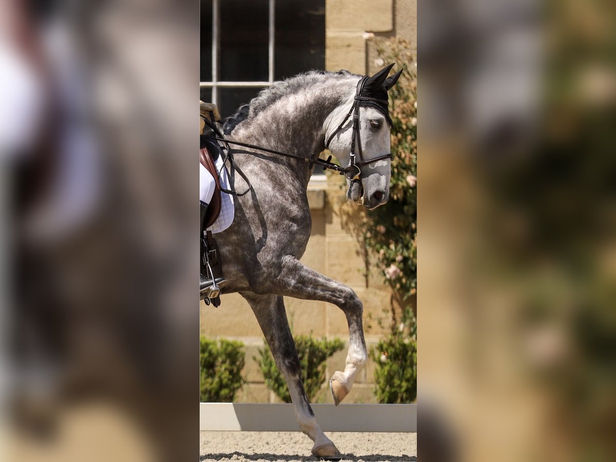 Lusitanien Hongre 7 Ans 164 cm Gris pommelé in Port Sainte Foy et Ponchapt