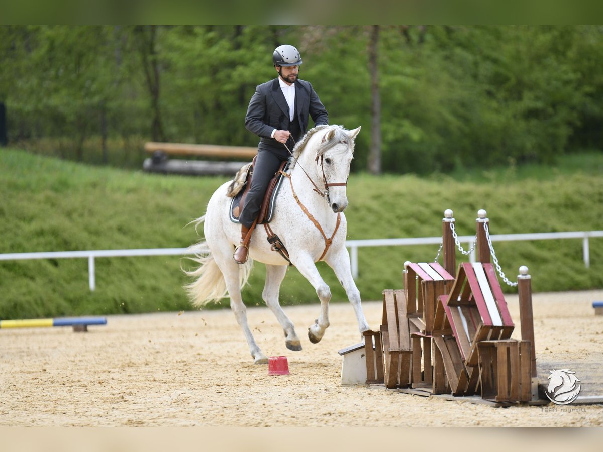 Lusitanien Croisé Hongre 7 Ans 168 cm Gris in Bad Leonfelden