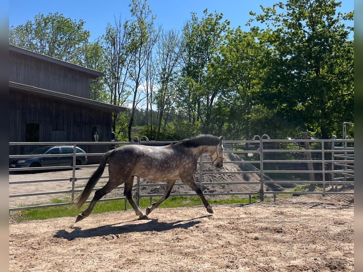 Lusitanien Hongre 8 Ans 155 cm Gris noir in Maitenbeth