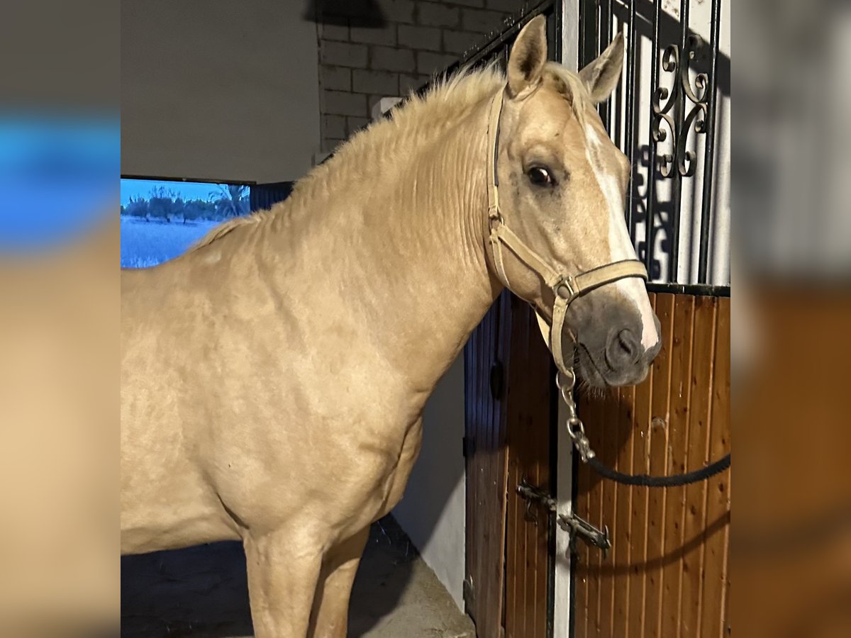 Lusitanien Croisé Hongre 8 Ans 156 cm Palomino in (Jerez De La Frontera)