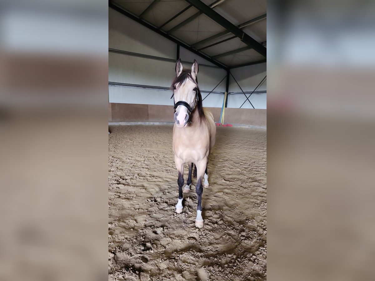 Lusitanien Croisé Hongre 8 Ans 157 cm Isabelle in Erkelenz