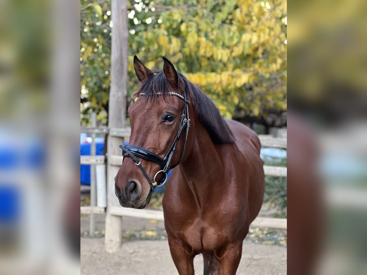 Lusitanien Croisé Hongre 8 Ans 160 cm Bai in Reus