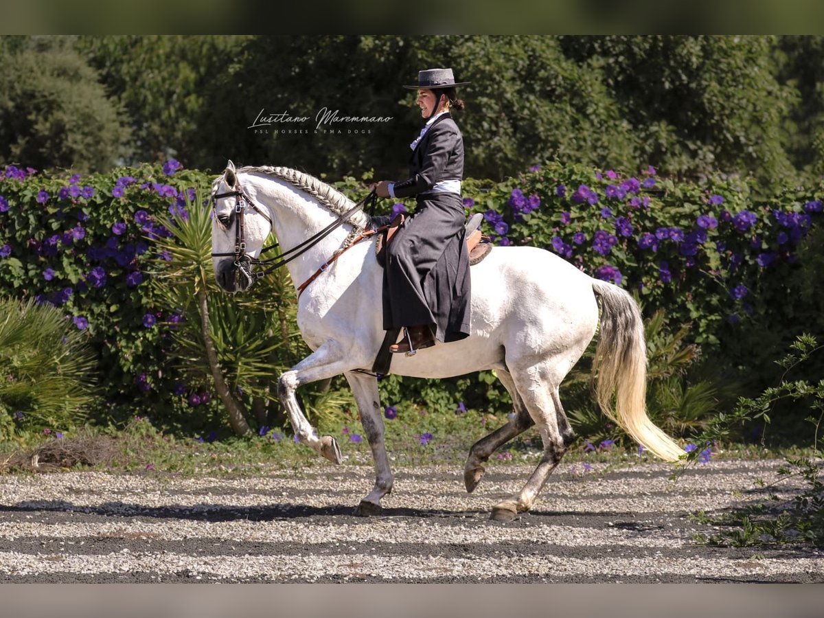 Lusitanien Hongre 8 Ans 166 cm Gris in Rio Major