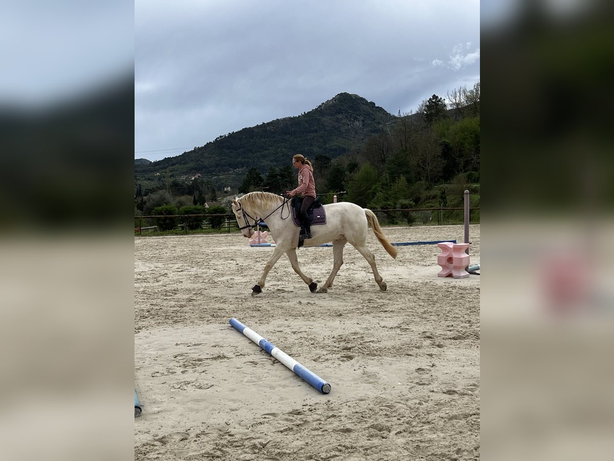 Lusitanien Croisé Hongre 8 Ans 167 cm Cremello in Sospel