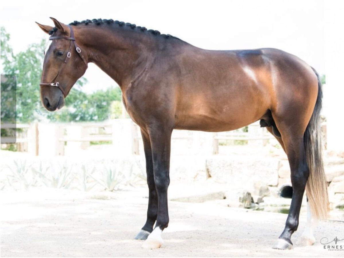 Lusitanien Hongre 8 Ans 170 cm Bai in Navas Del Madroño