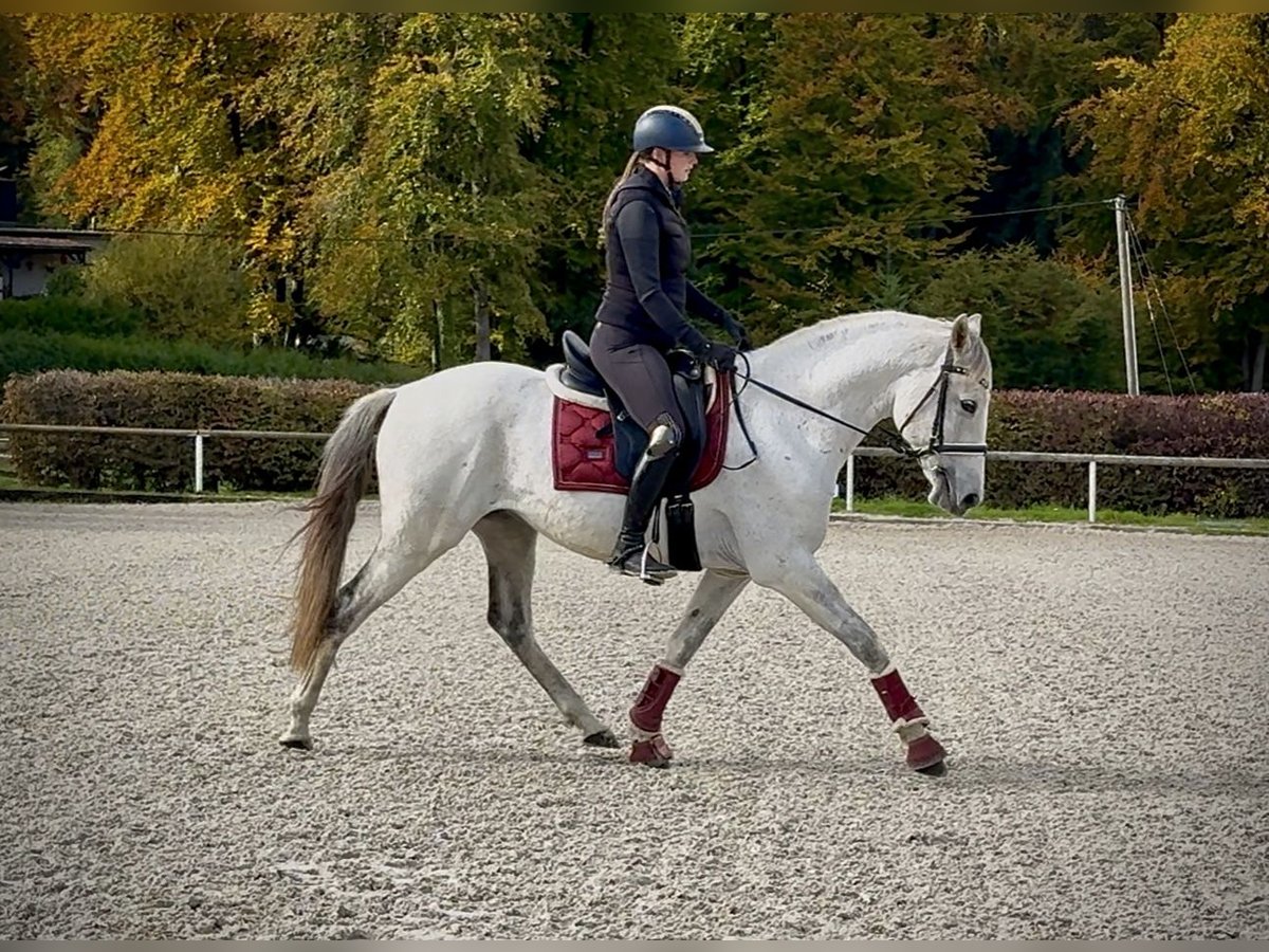 Lusitanien Hongre 9 Ans 155 cm Gris in Neustadt (Wied)