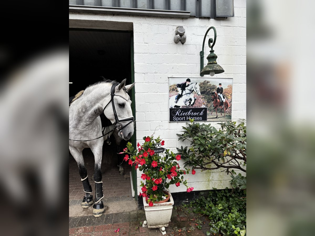 Lusitanien Hongre 9 Ans 164 cm Gris pommelé in Sottrum