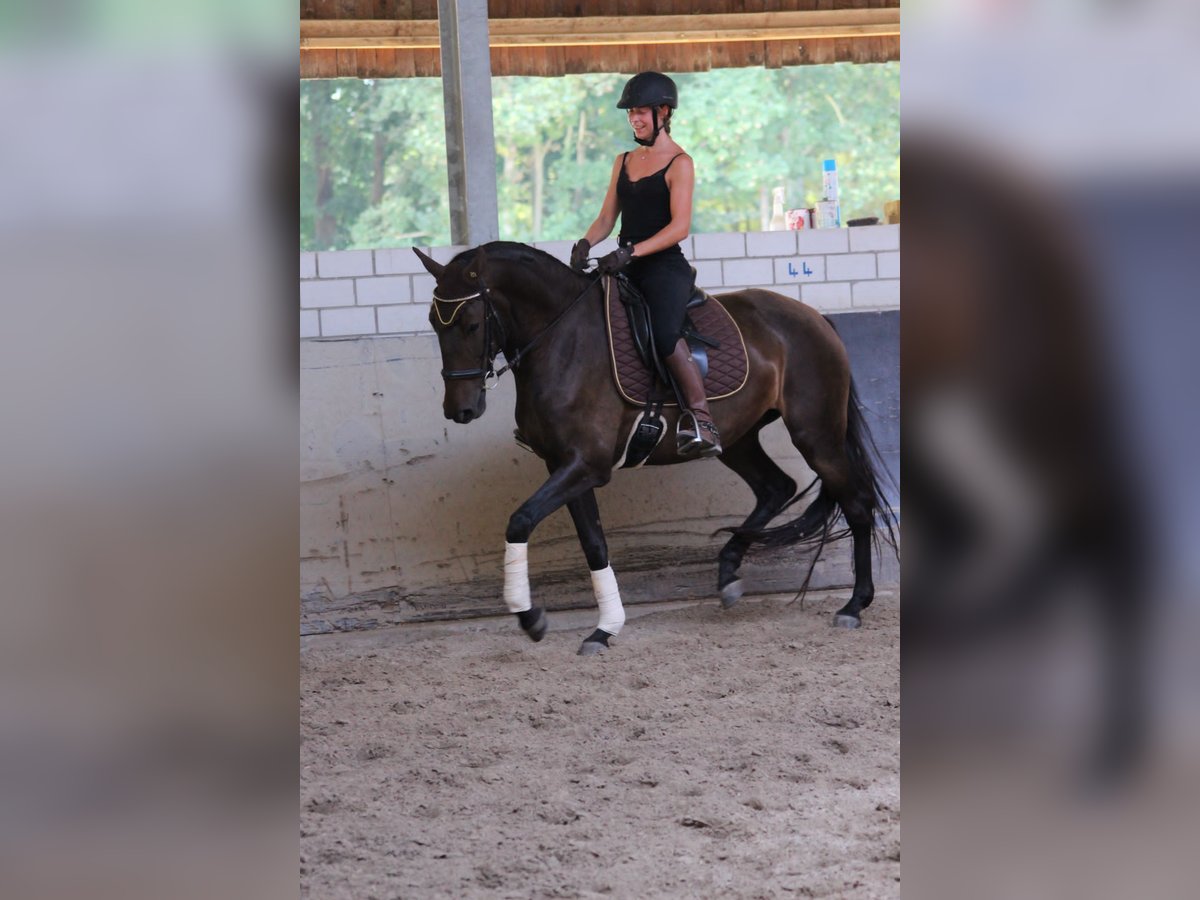 Lusitanien Jument 10 Ans 160 cm Alezan brûlé in Haßloch