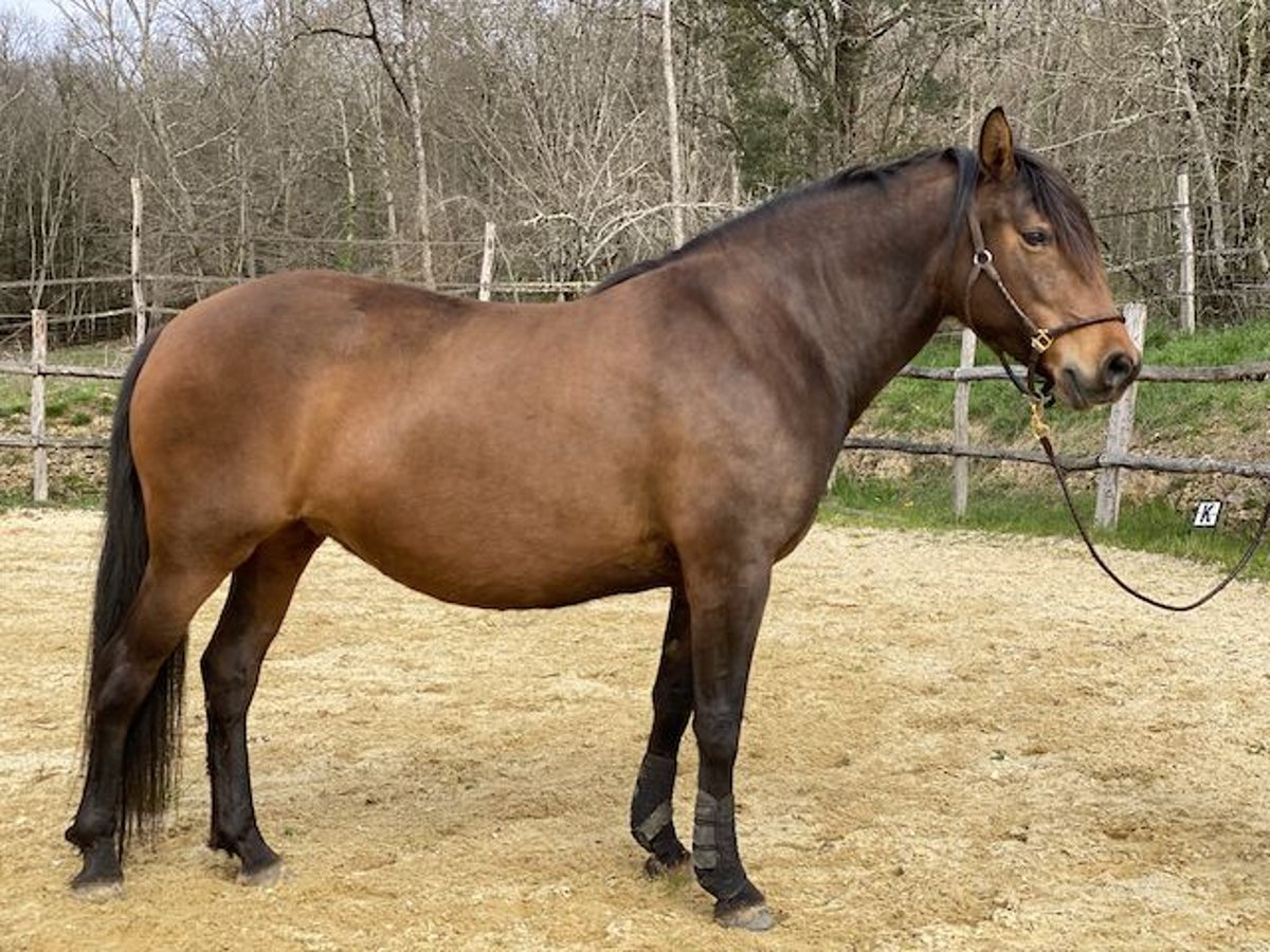 Lusitanien Jument 11 Ans 158 cm Bai in Tursac