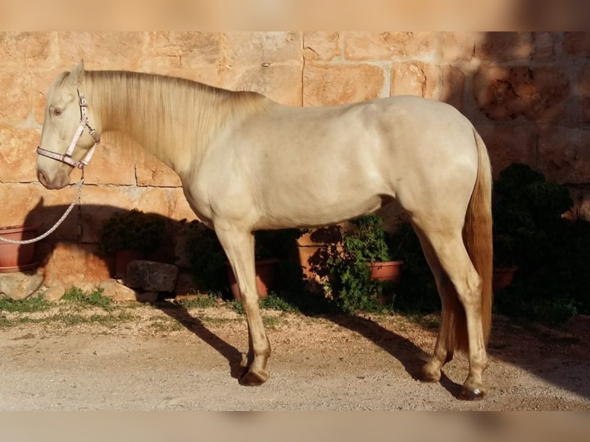 Lusitanien Jument 11 Ans 160 cm Cremello in Timmendorfer Strand