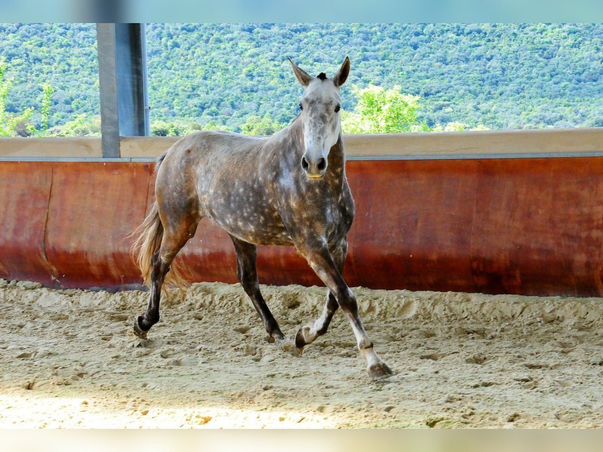 Lusitanien Jument 11 Ans 164 cm Gris in Pompignan