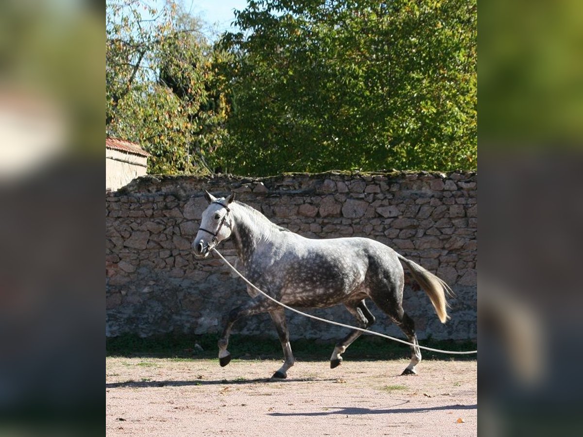 Lusitanien Jument 12 Ans 164 cm Gris moucheté in Saligny sur Roudon