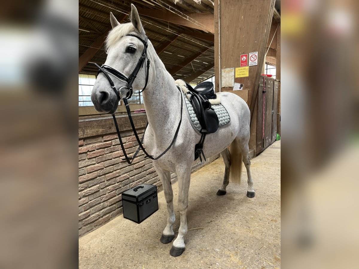 Lusitanien Jument 13 Ans 156 cm Blanc in Moers