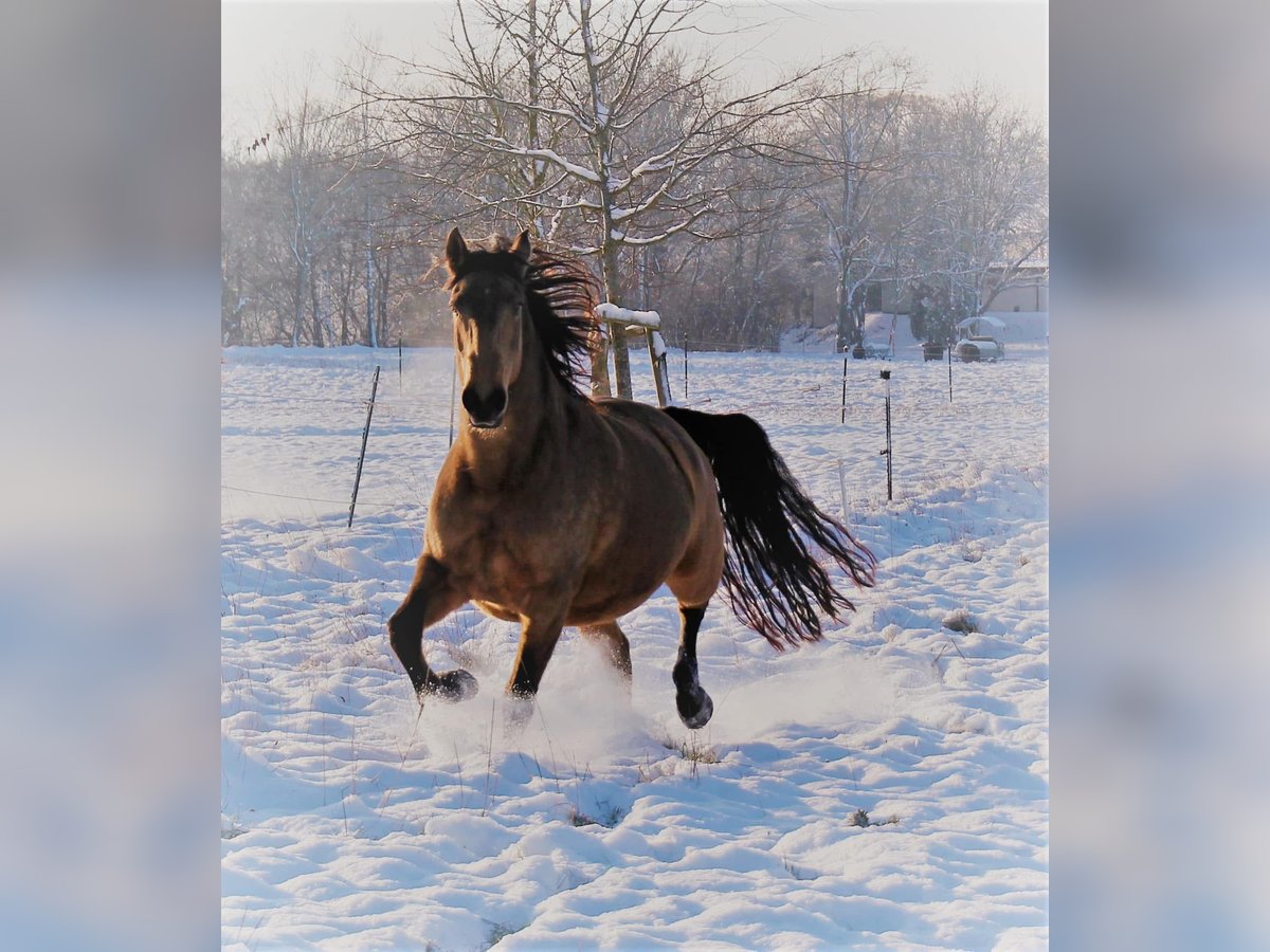 Lusitanien Jument 16 Ans 152 cm Buckskin in Fuchstal