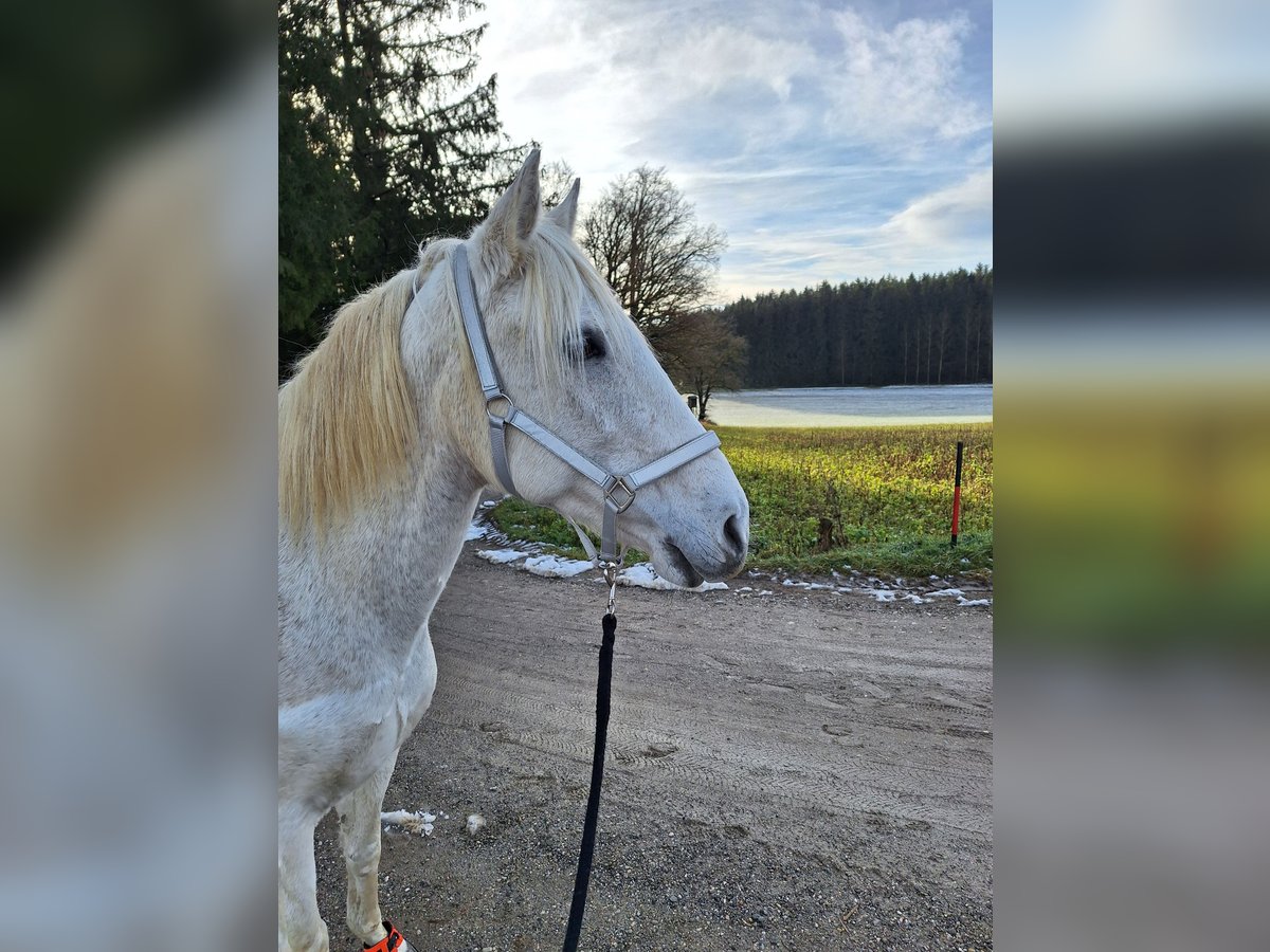 Lusitanien Jument 19 Ans 150 cm Gris moucheté in Aichach