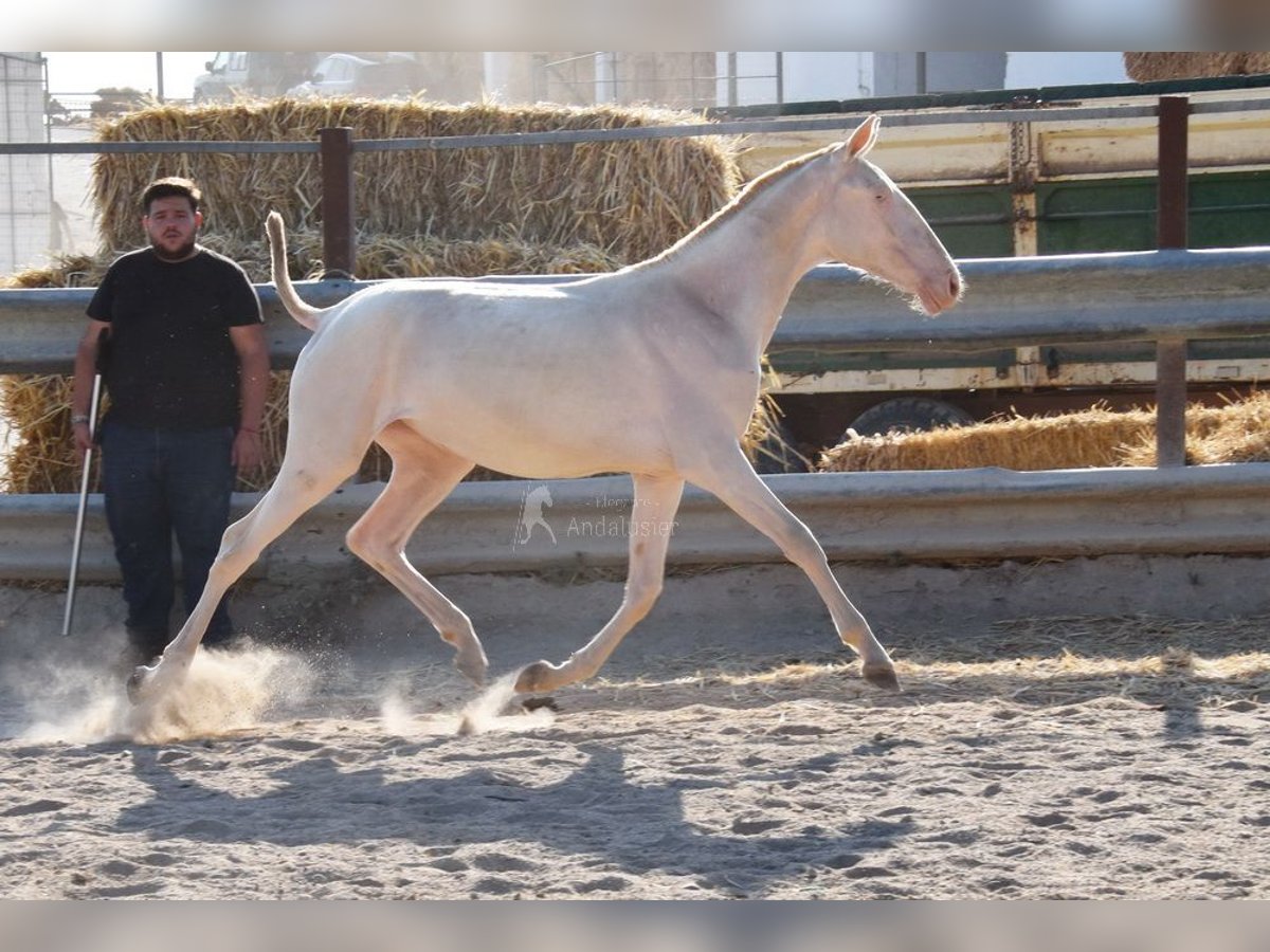 Lusitanien Jument 1 Année 133 cm Cremello in Provinz Cordoba