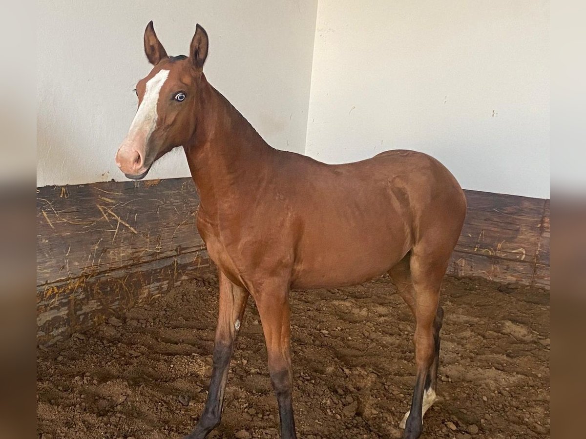 Lusitanien Jument 1 Année 140 cm Bai in Valencia