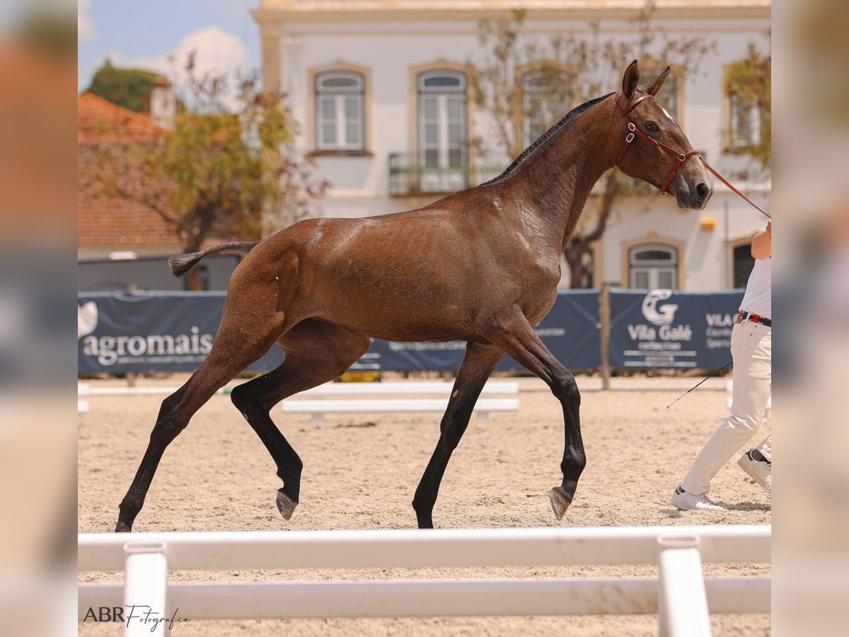 Lusitanien Jument 1 Année 155 cm Gris in Penela