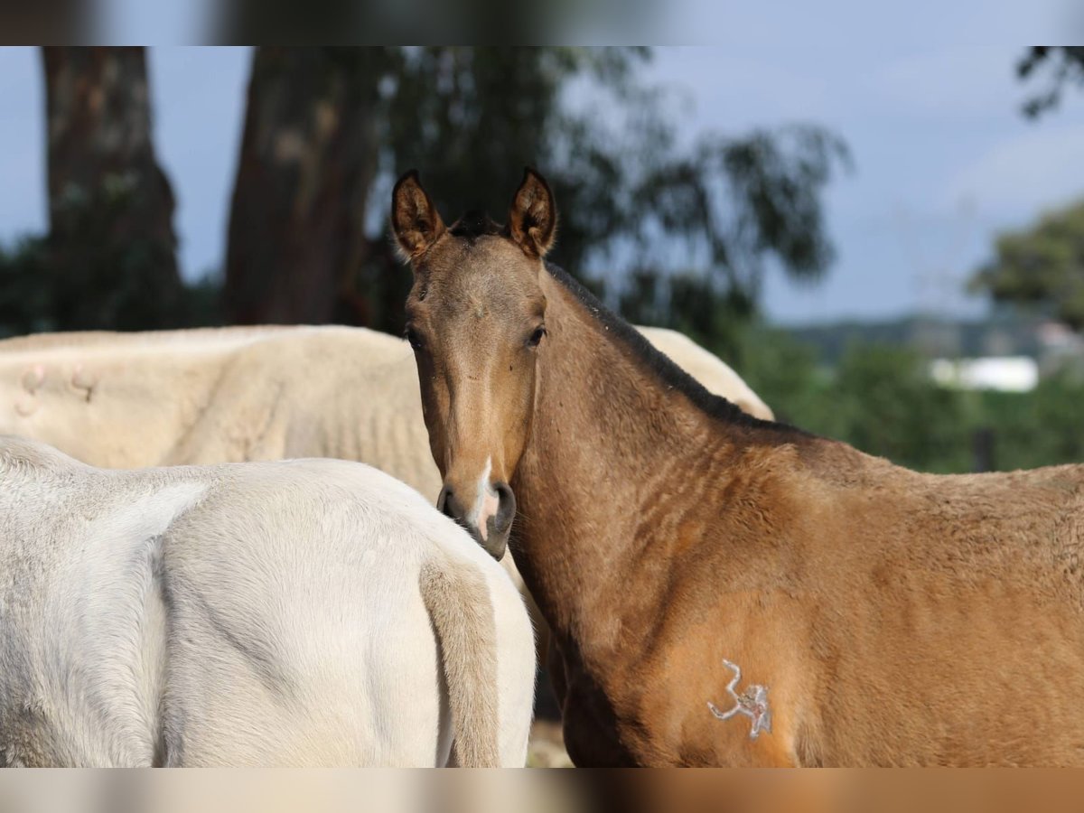 Lusitanien Jument 1 Année 160 cm Buckskin in Rio Maior