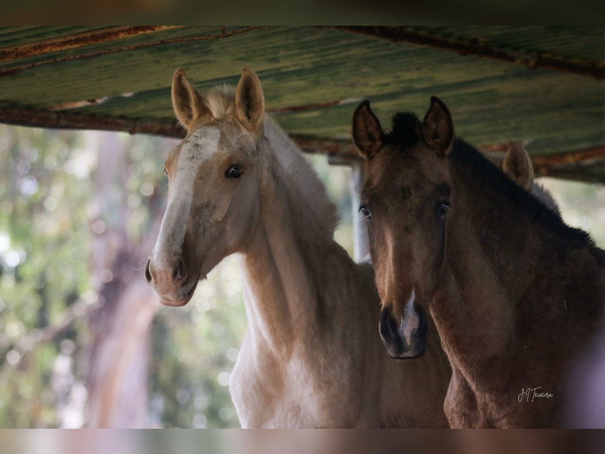 Lusitanien Jument 1 Année 160 cm Buckskin in Rio Maior