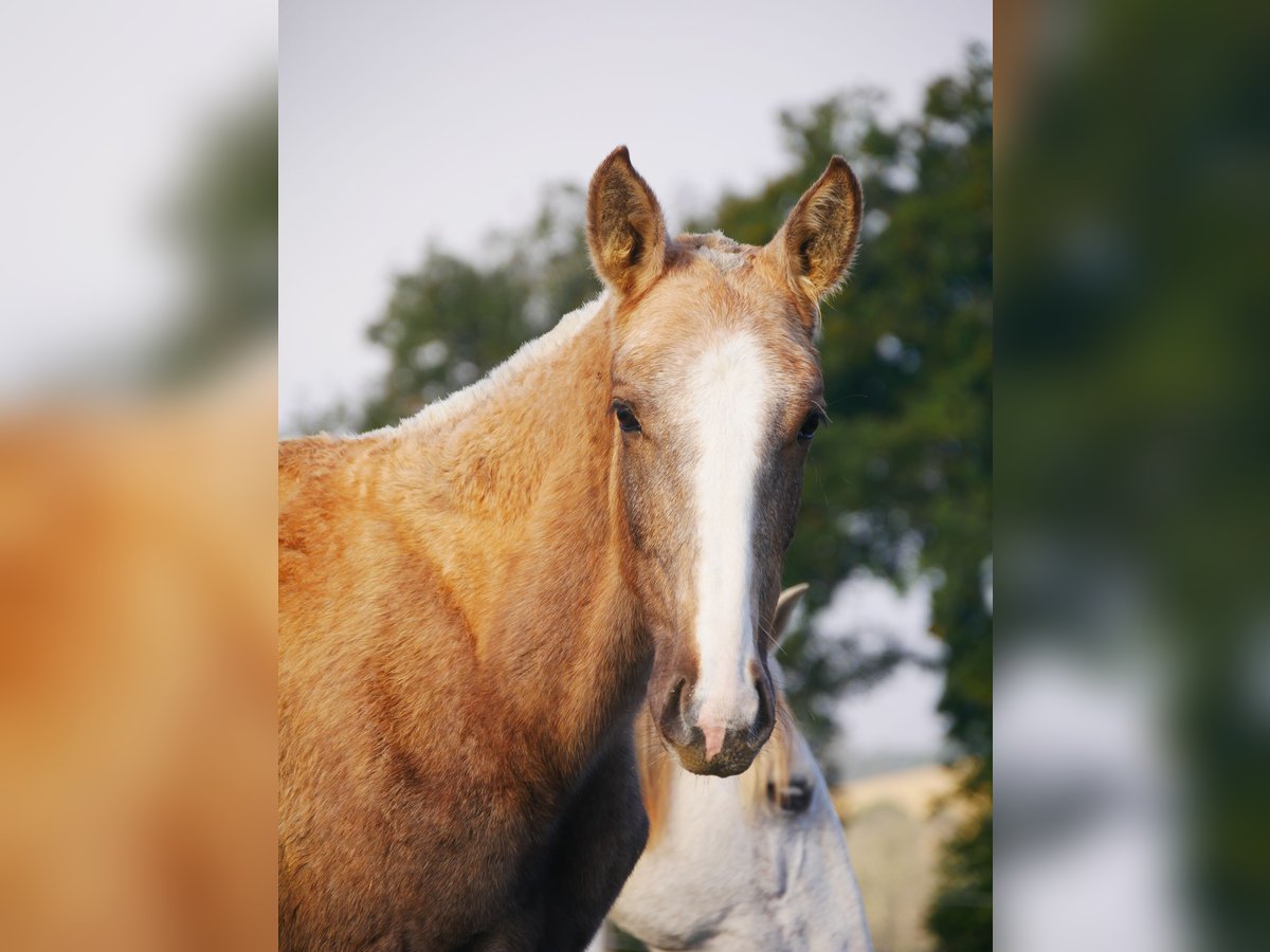 Lusitanien Jument 1 Année 165 cm Palomino in samatan