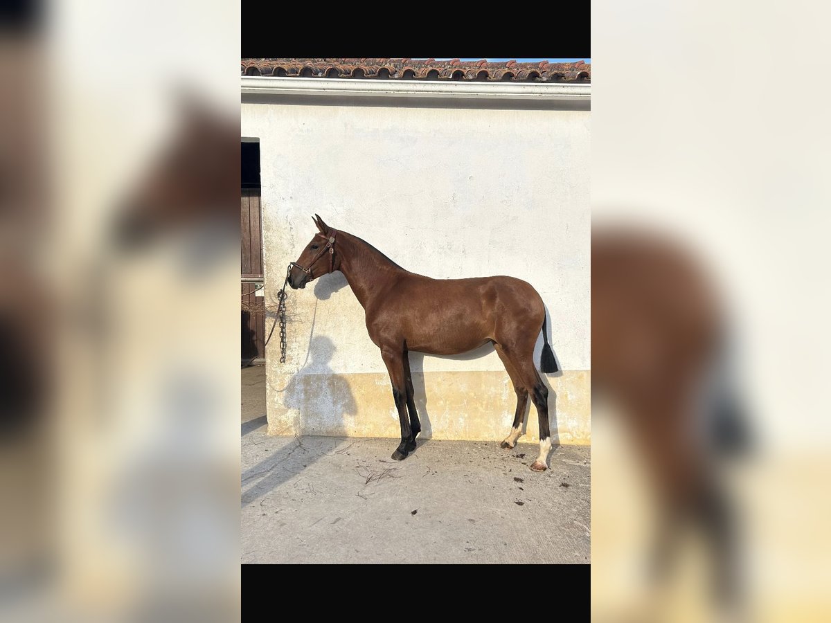 Lusitanien Jument 1 Année Bai in Oeiras