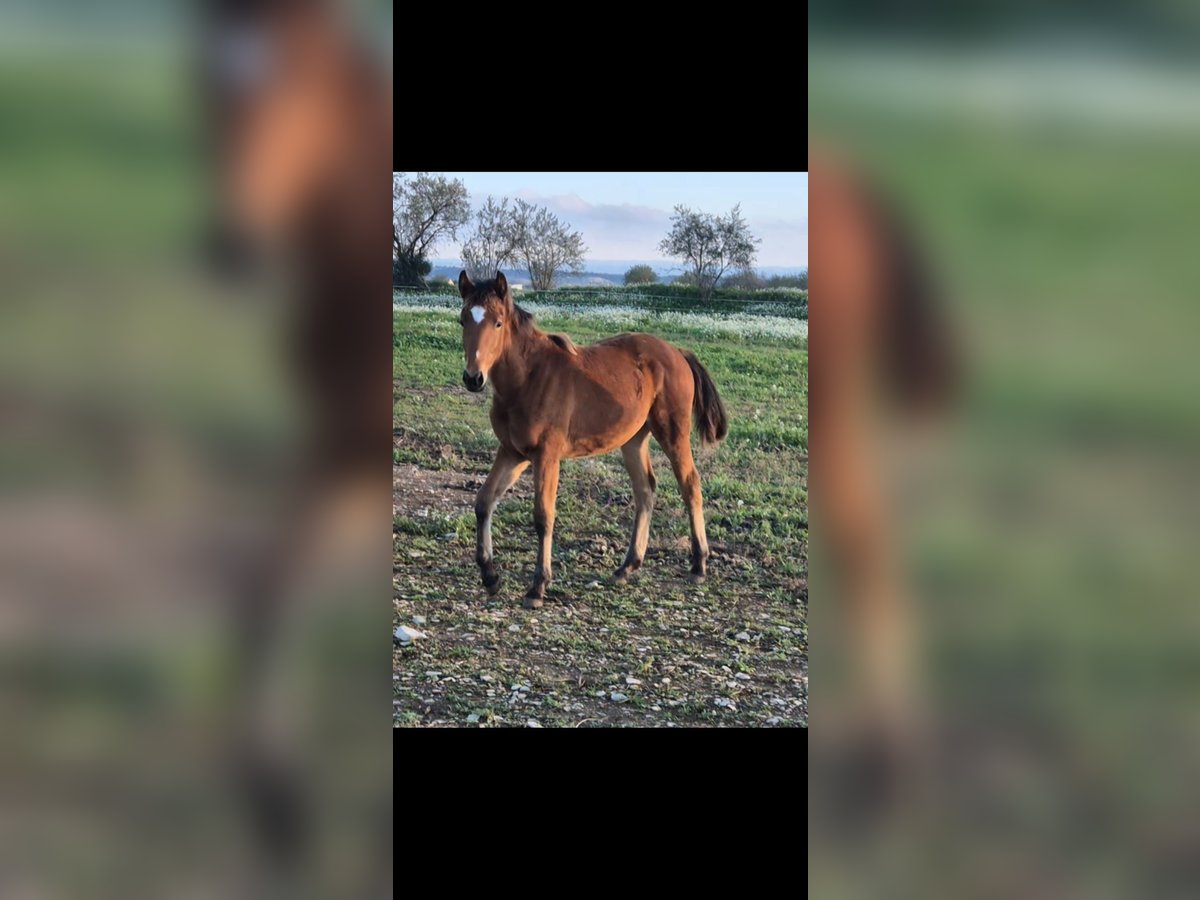 Lusitanien Croisé Jument 1 Année Bai in Tarrega