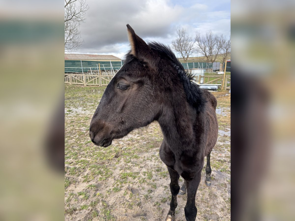 Lusitanien Jument 1 Année Noir in Espinar, De El (Estacion)