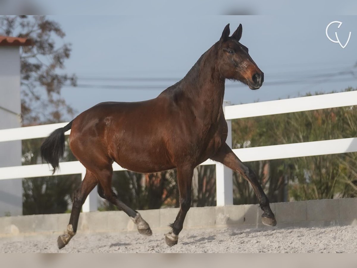 Lusitanien Jument 21 Ans 162 cm Gris (bai-dun) in Agua Derramada