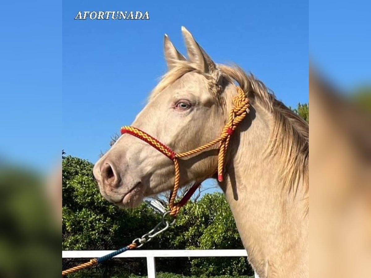 Lusitanien Jument 2 Ans 150 cm Cremello in Chiclana de la Frontera