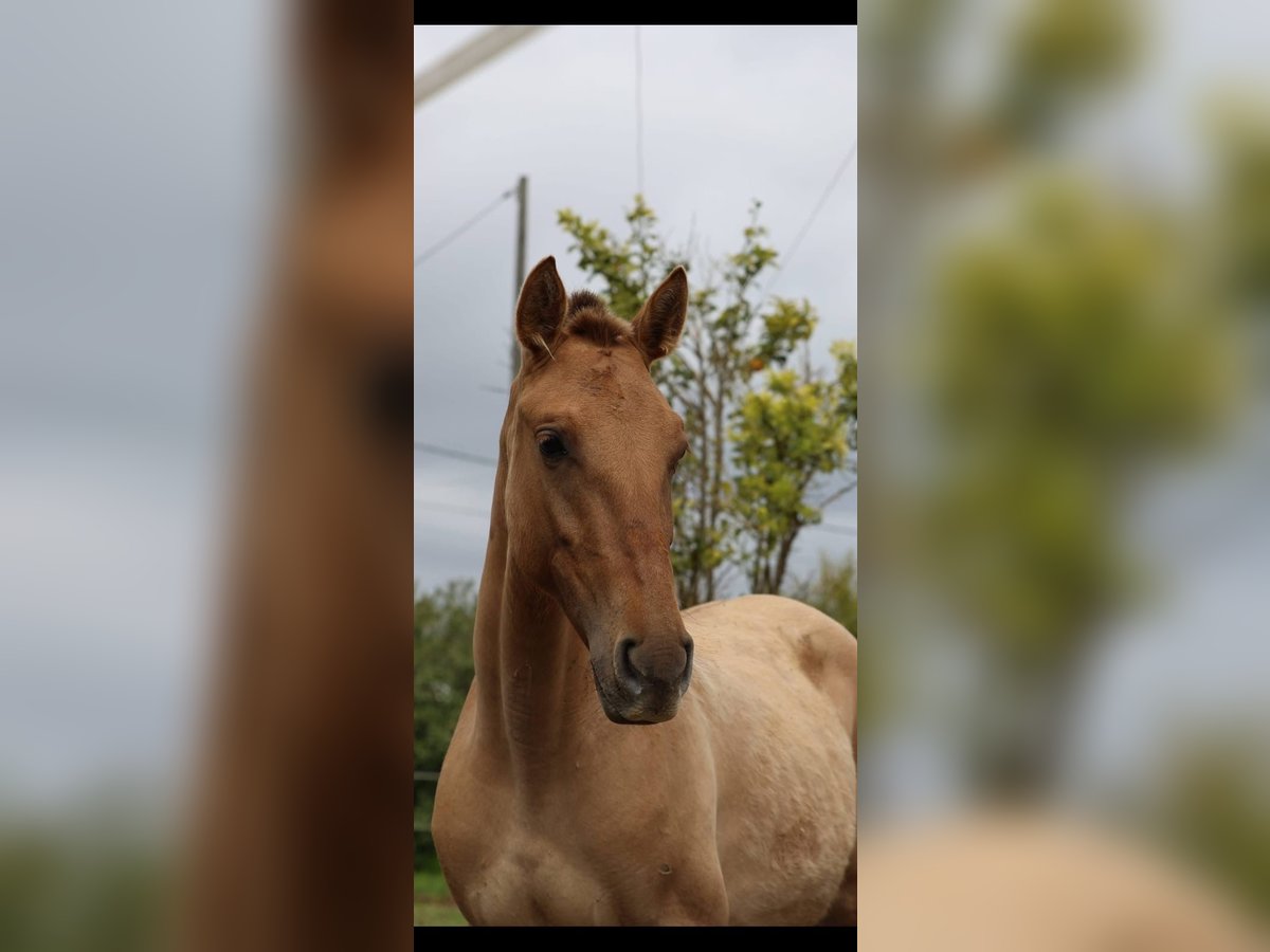 Lusitanien Croisé Jument 2 Ans 160 cm Isabelle in Rio Maior