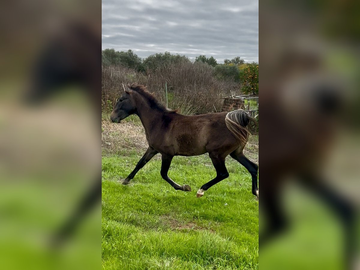 Lusitanien Jument 2 Ans Bai in Santa Bárbara de Casa